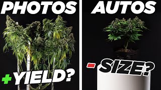 Autoflowers VS Photoperiods: What Makes Them Different?