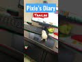 Showoff birbs/ Pixie’s Diary Trailer | Pixie’s Diary