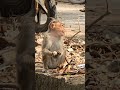 തിന്നാനും കുടിക്കാനും വന്നതല്ല നാൻ 🙄 funny comedy jokes shorts monkey wildlife