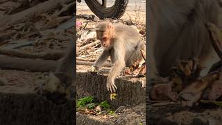 തിന്നാനും കുടിക്കാനും വന്നതല്ല നാൻ 🙄  #funny #comedy #jokes #shorts #monkey #wildlife