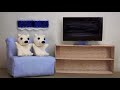 雪の上を滑るマルルとポロロ~polar bear cubs slide on the snow