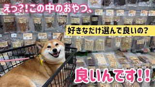 Vol.227 柴犬るな　ホームセンターで買ってもらったおやつを取られまいと食べるスピードが早くなる柴犬@shiba-dogg-lunachannel0913