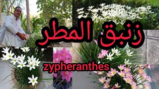 زنبق المطر zypheranthes من اجمل النباتات التي تزهر مع بداية الخريف