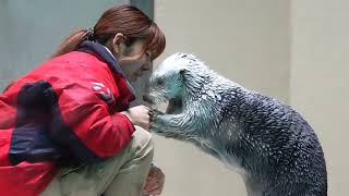 鳥羽水族館 ラッコ メイちゃん背後から行く「さ､受け取ってくださる？」