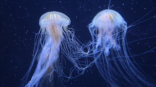 Water Sounds Jellyfish Aquarium Underwater White Noise for Relaxation, Meditation Music