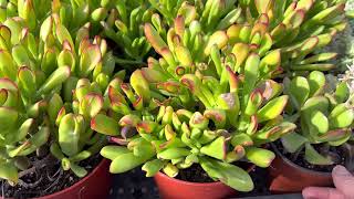 Crassula ovata \