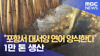 포항서 대서양 연어 대량 양식..1만 톤 생산 (2023.11.07/뉴스데스크/포항MBC)