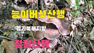 자연산 능이버섯 경기북부지방 고지대 정찰산행  가을버섯 나오기 시작