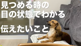 犬がどんな目で見つめるかでわかる飼い主に伝えたいこと