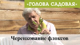 Голова садовая - Черенкование флоксов