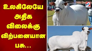 உலகிலேயே அதிக விலைக்கு விற்பனையான பசு...