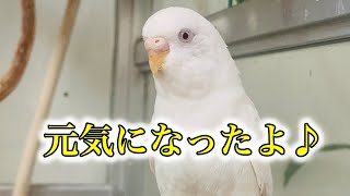 【budgies updateセキセイインコ】その後のくちばしの状態。　＃budgies#セキセインコ＃ウロコインコ＃民家で暮らすヤギ