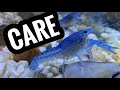 Electric Blue Crayfish Aquarium CARE