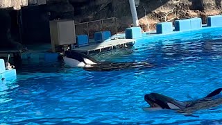 シャチ　アースくんとリンちゃん　ゆったりと泳ぐ様子です　【名古屋港水族館】Killer whale Port of Nagoya Public Aquarium