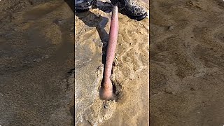 PENIS FISH FISHING #short #seafood | Catching Sea Creatures