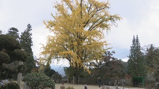 大窪寺の高さ26mのイチョウが見頃　モミジも紅葉始める　香川・さぬき市