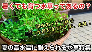 メダカ鉢で使える水草の種類「夏の高水温でも育成可能な水草特集」アクアテラリウム、ビオトープ、ADAネイチャーアクアリウム水槽立ち上げ初心者、水上葉の育て方、アヌビアス、クリプトコリネ 、スイレン、睡蓮