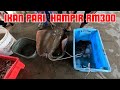 Ikan pari harga mencecah RM300.00. Nikmat rumah kampung dekat laut, semua boleh dapat fresh.