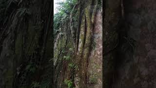 Dorawaka Rock Cave #caves #ancientcaves #prehistoric #rockcave #history #travel #travelsrilanka