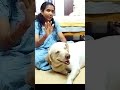 🔥இது முற்றிலும் உண்மை தான💥 shorts doglover shortsviral shortsfeed viralshort dogshorts dog