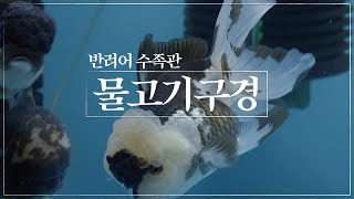 반려어 수족관에서 물고기 구경하는 1분 영상! 음악은, ARTLIST