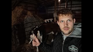 Fresh Bale for the Cows