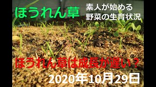 ほうれん草は成長が遅い？素人が栽培している野菜の生育状況2020年10月29日