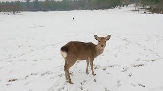 雪の日の奈良公園の鹿さんたち　Deer in Nara Park on a snowy day