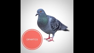 Орнитоз птиц