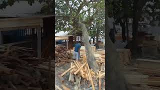 রেন্ডি সাইজ কাঠ | Rain tree size wood