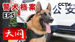 《天网》警犬退休无处可去？其实警犬们退休后的生活是这样的…...《警犬档案》EP5 20220211 | CCTV社会与法