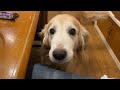 保護犬ゴールデンレトリバーのいる生活。老犬の面白さと可愛さに癒される how lovely that the life with a senior golden retriever is