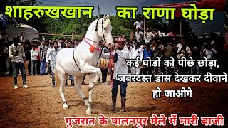 शाहरूख खान का राणा उतरा गुजरात के मैदान में ! palanpur horse show 2024 | palanpur horse dance