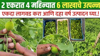 kartule chi sheti | kartule farming | kartule farming in maharashtra | करटुले लागवड |