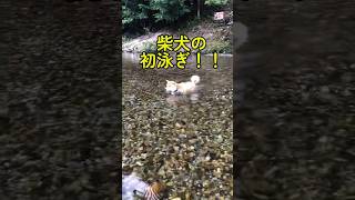 柴犬を川遊びに連れて行ったら岸に上がろうと必死に水中歩きしてた🤣#shorts #youtubeshorts #shiba #shibadog #柴犬 #柴犬のいる暮らし #田舎暮らし #夏