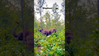 ଏତେ ପାଖରେ ହାତୀ 🤯🤫 // #elephant #jungle #elephants #love #bigelephant #jungleadventure #viralvideo