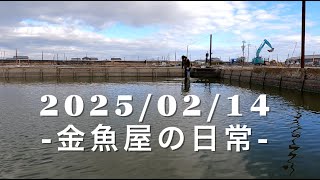 -20250214-金魚屋の日常