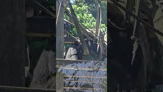 黑猩猩Chimpanzee/Taipei Zoo