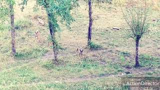 I Lupi di Civitella Alfedena