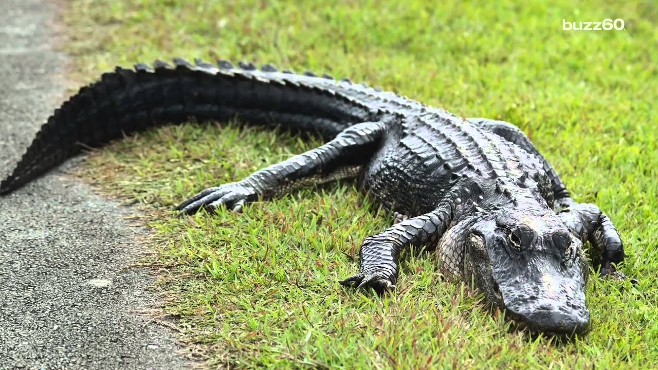 Alligator And Python Fight On Florida Golf Course - YouTube