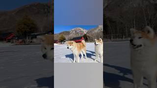 🐕花ちゃんと🐕雪ちゃん🏔️赤城山🧊大沼の氷上を🐾歩きました🤗氷上から👀見る⛩️赤城神社は✨格別でした😍