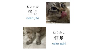 猫舌 nekojita \u0026 猫足 nekoashi ~ Learn Japanese with Toby - Words with Cats ~ 猫が入っていることば