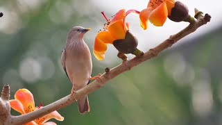 木棉花開時