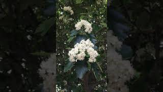 Swedish whitebeam - branches, twigs, leaves \u0026 flowers - May 2019