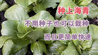 种上海青｜不用种子，超市买来就种，如何成功种植的！简单快速How to plant Bok Choy