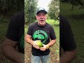 tasting a wild avocado avocado aguacate farmlife