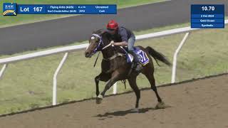 Lot 167, 2024 Magic Millions Gold Coast Horses In Training Sale