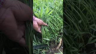 Harvesting vegetables #shortvideo #shortsvideo #farming #gardening #vegetablefarming #farmer #short