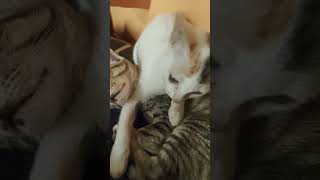 Ennada lookku vidura #cat #funny #kucing #funnyanimals #shortsfeed #comedy #viralvideo #alaparaigal