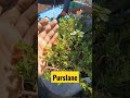 क्या आप अपने गमलों को छोटे छोटे फूलों से भरना चाहते हैं purslane summer flowering plants grow